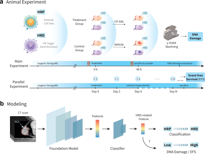 Fig. 2: Workflow for HRD tumor classification and treatment response prediction using CT image.