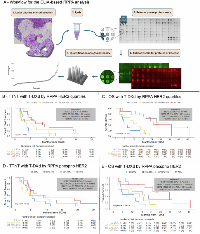 Fig. 4: Outcomes with T-DXd according to pre-treatment CLIA-RPPA-based total HER2 protein and HER2 protein activation (phosphorylation) status.