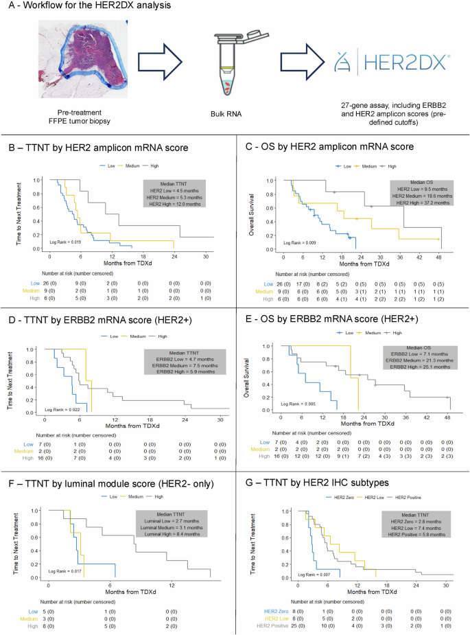 Fig. 6: Outcomes with T-DXd according to pre-treatment HER2DX modules.
