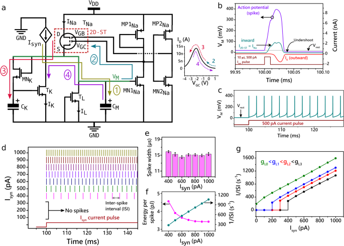 Fig. 2: Biomimetic neuron with 2D-ST.