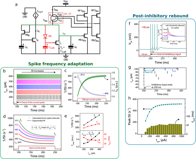 Fig. 3: Spike frequency adaptation and post-inhibitory rebound.