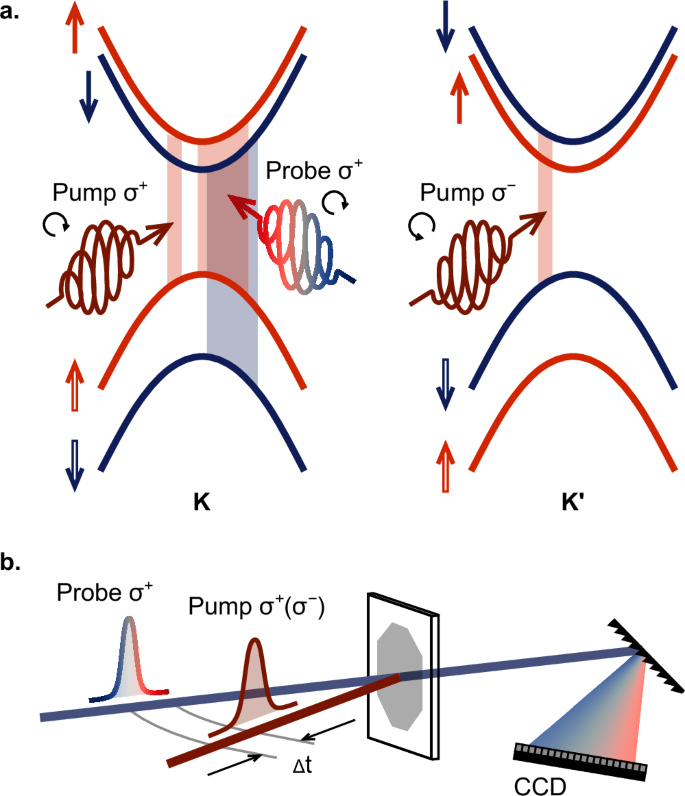 Fig. 1: Transient circular dichroism.