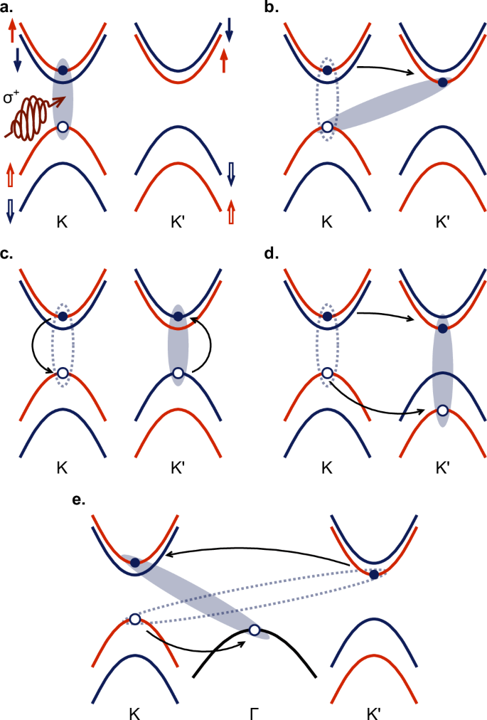 Fig. 4: Select intervalley exciton occupation scattering processes in 1L-WSe2 in 
                        $$K$$
                        
                          K
                        
                       and 
                        $${{K}^{{\prime} }}$$
                        
                          
                            
                              K
                            
                            
                              ′
                            
                          
                        
                       valleys.