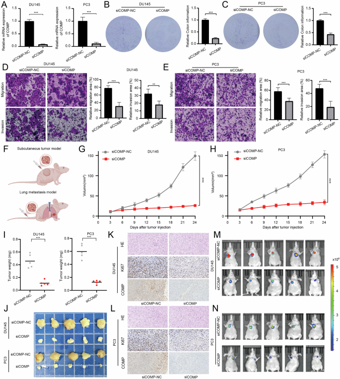 Fig. 9: Knockdown of COMP can inhibit the proliferation and metastasis of PCa.