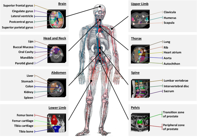 Large-vocabulary segmentation for medical images with text prompts ...