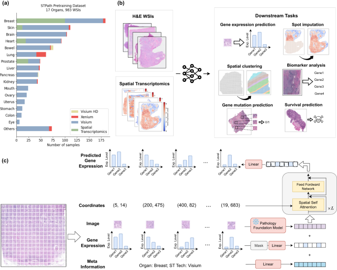 STPath: a generative foundation model for integrating spatial ...