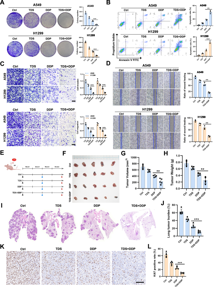 Fig. 4: Tandospirone enhances the anti-tumor effect of cisplatin.