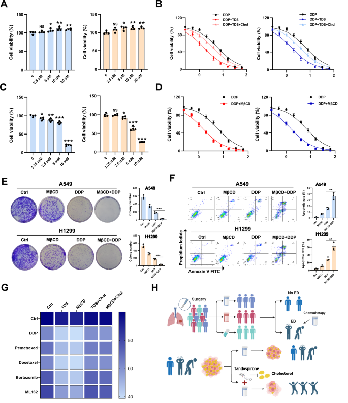 Fig. 6: Lowering cholesterol levels in NSCLC cells can enhance their apoptosis sensitivity.
