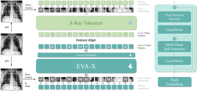 Fig. 2: Overall of EVA-X self-supervised pre-training.