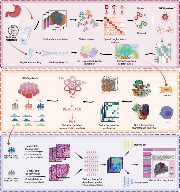 Fig. 1: Development details of the deep learning framework guided by multidimensional transcriptomic evidence.