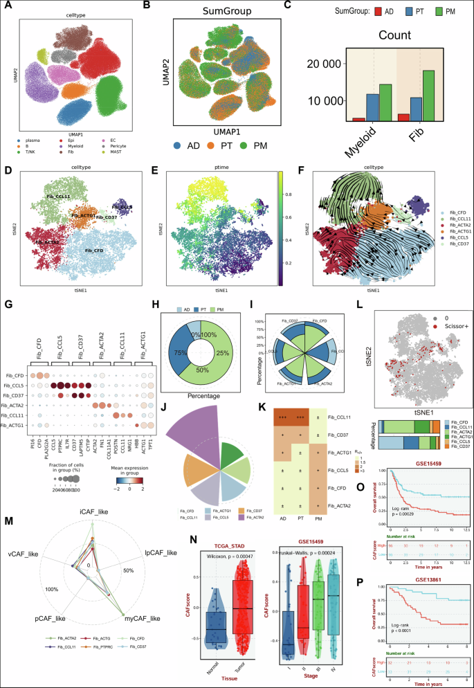 Fig. 4: Expression and characteristics of fibroblasts in GC tissues.