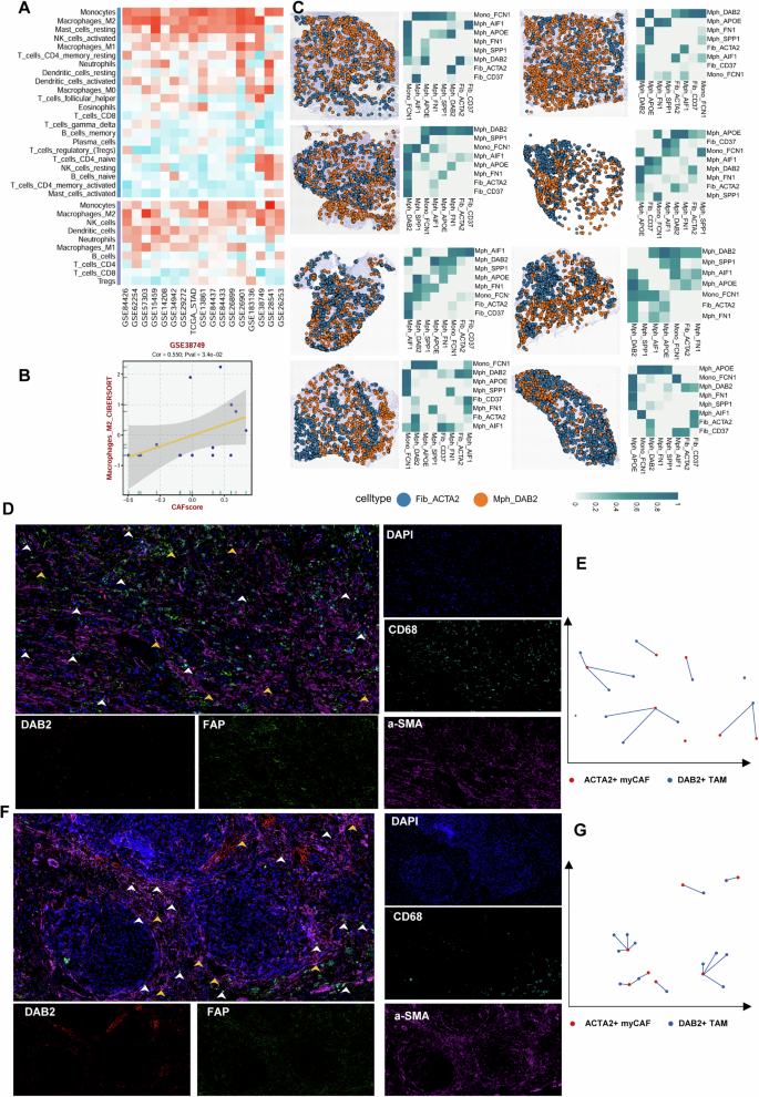 Fig. 6: Spatial localization characteristics of fibroblasts and macrophages.