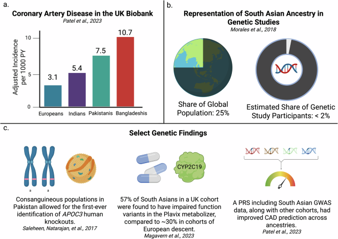 Fig. 1: South Asian cardiovascular risk and the importance of expanding genomic data collection in this population.