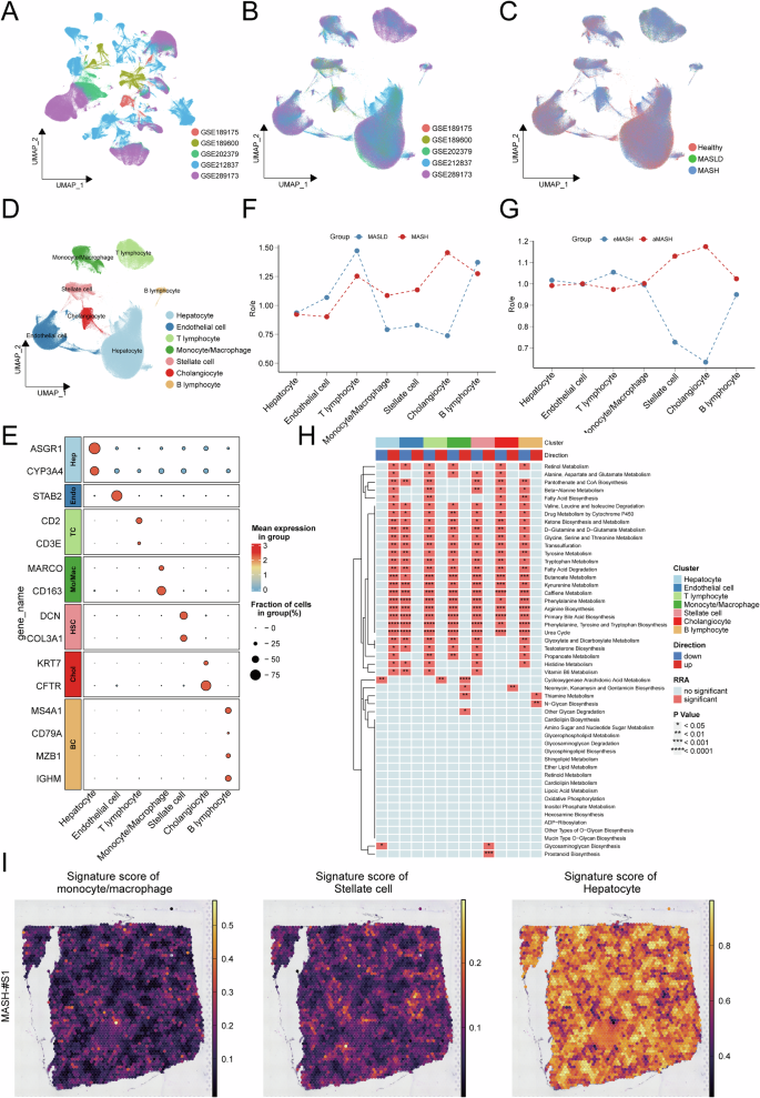 Fig. 2: Integrated single‑cell and spatial transcriptomic landscape of MASLD progression.