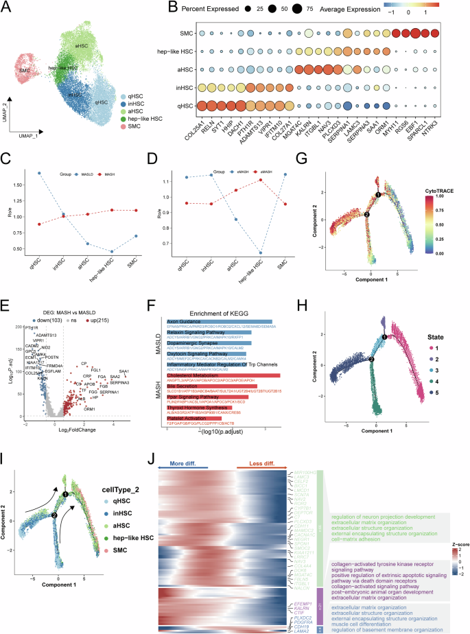 Fig. 3: Identification and differentiation trajectory of hepatic stellate-cell (HSC) subtypes.
