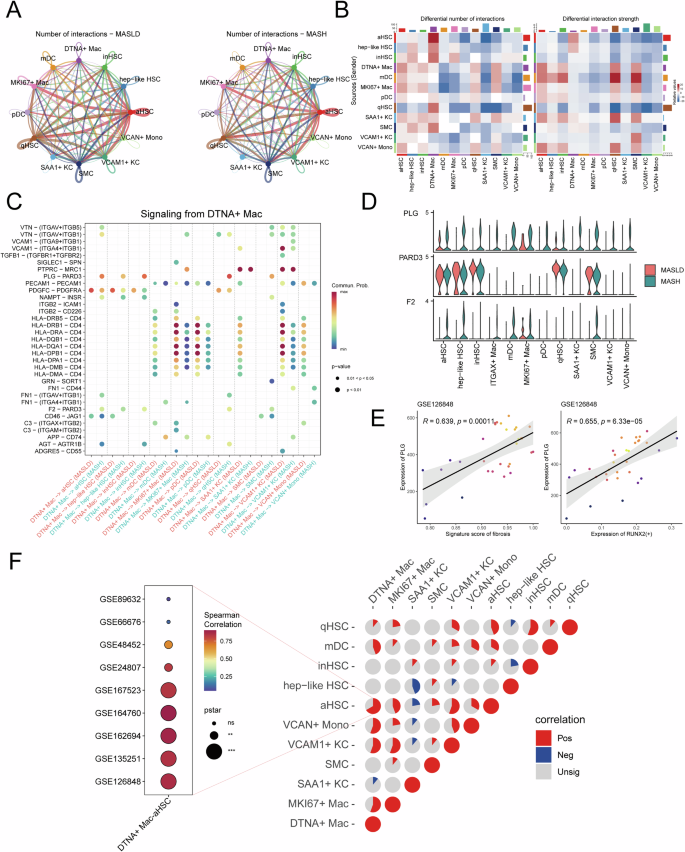 Fig. 6: DTNA⁺ macrophages fuel fibrosis via a RUNX2–PLG–PARD3 axis interacting with aHSCs.