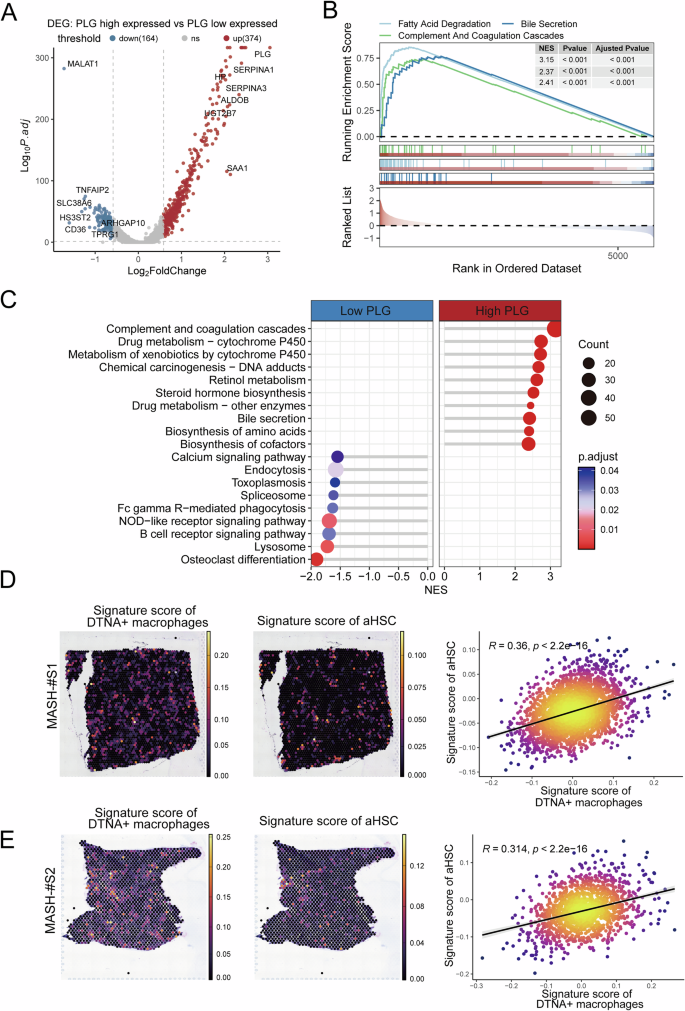 Fig. 7: DTNA⁺ macrophage-derived PLG accelerates liver fibrosis via the complement and coagulation cascades.