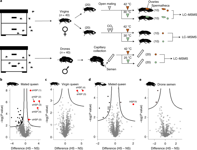 Vulnerability Of Honey Bee Queens To Heat Induced Loss Of Fertility Nature Sustainability