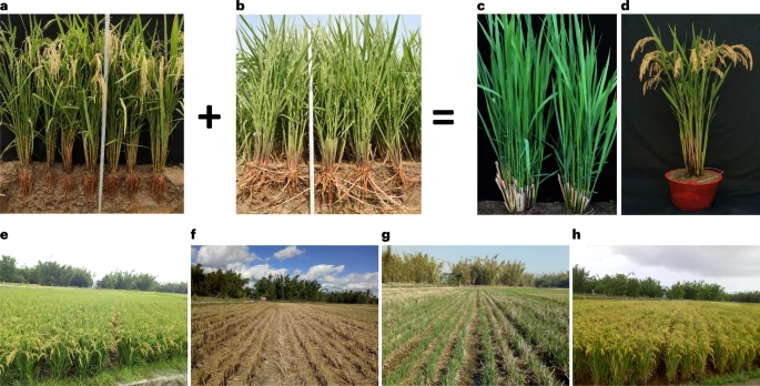 Sustained productivity and agronomic potential of perennial rice