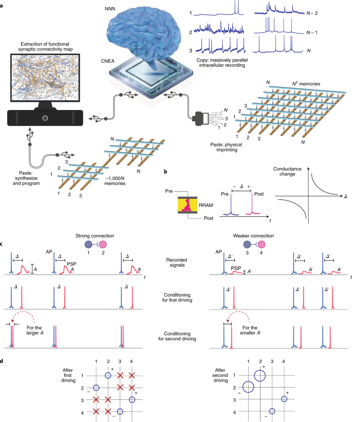 Neuromorphic electronics based on copying and pasting the brain | Nature Electronics