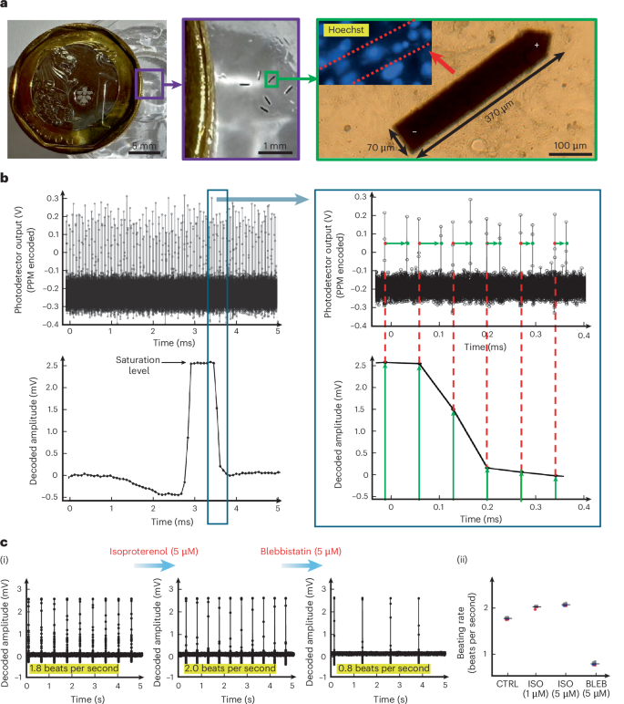 Fig. 4: In vitro recording of cardiac myocyte using MOTEs.
