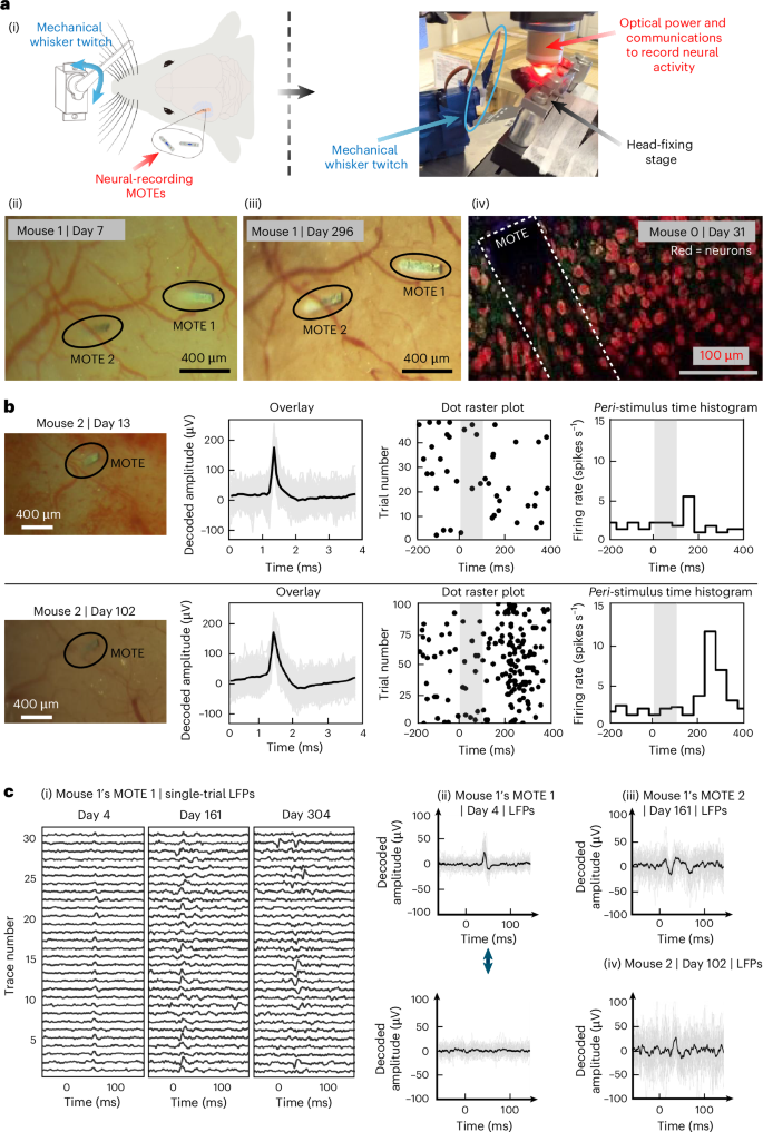 Fig. 5: In vivo neural recording of the mouse barrel cortex using MOTEs.