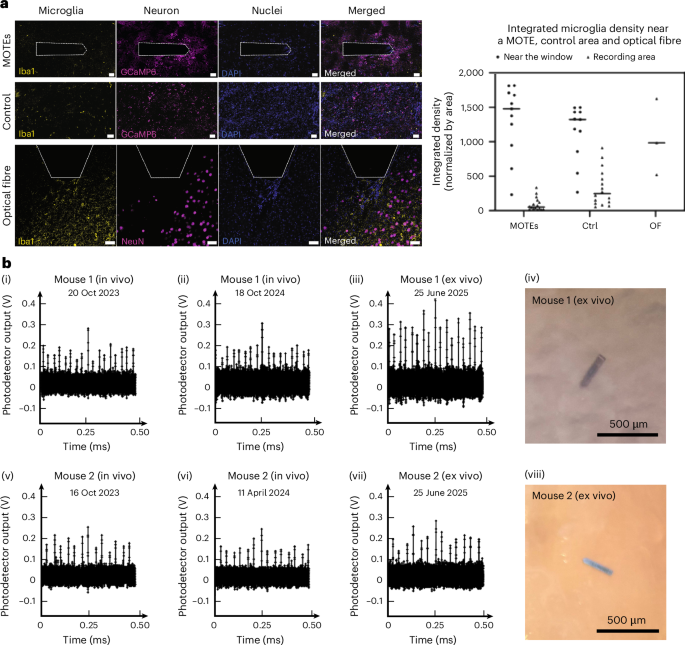 Fig. 6: Immunohistochemical assessment of brain tissue surrounding the MOTEs and optic fibre implants.