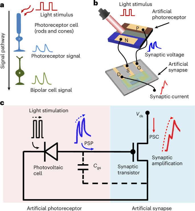 A neuromorphic imager based on a cascaded optoelectronic synapse ...