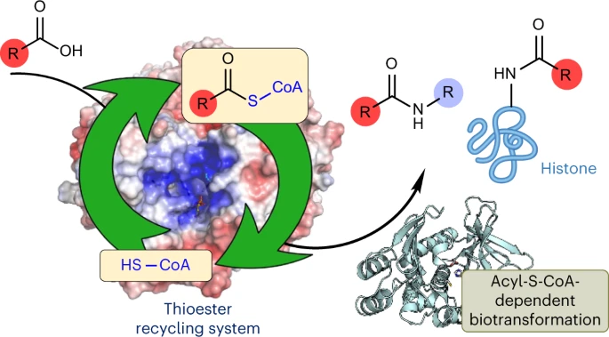Thioester-mediated biocatalytic amide bond synthesis with in situ thiol recycling