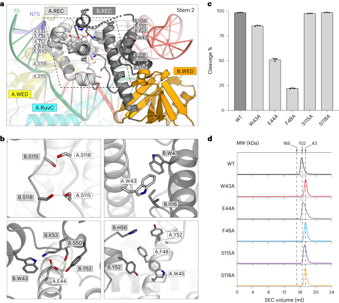 Structure and engineering of miniature Acidibacillus sulfuroxidans Cas12f1  | Nature Catalysis