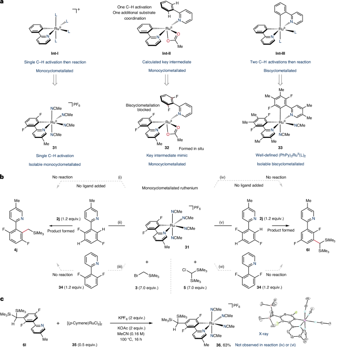 Fig. 5: Mechanistic considerations for the key ruthenacycle intermediates responsible for reactivity.