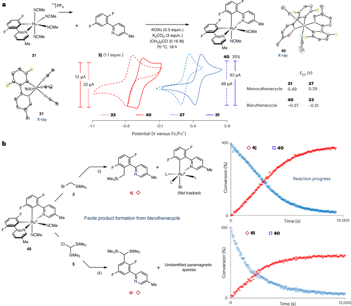 Fig. 7: Synthesis and reactivity of a bisruthenacycle bearing available meta sites for functionalization.