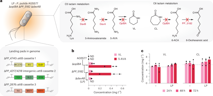 Fig. 1: Engineering P. putida as a host for lactam production.