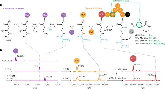 Fig. 2: PKS pathway design and in vitro verification.