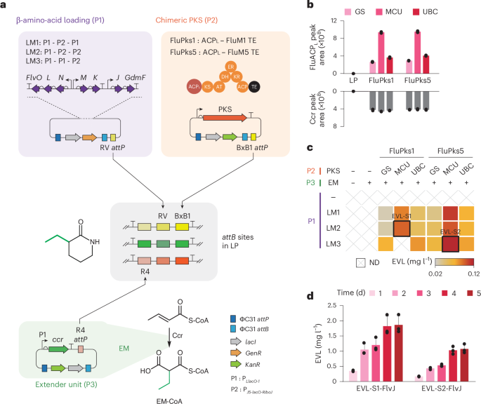Fig. 3: EVL production by reprogrammed PKSs.
