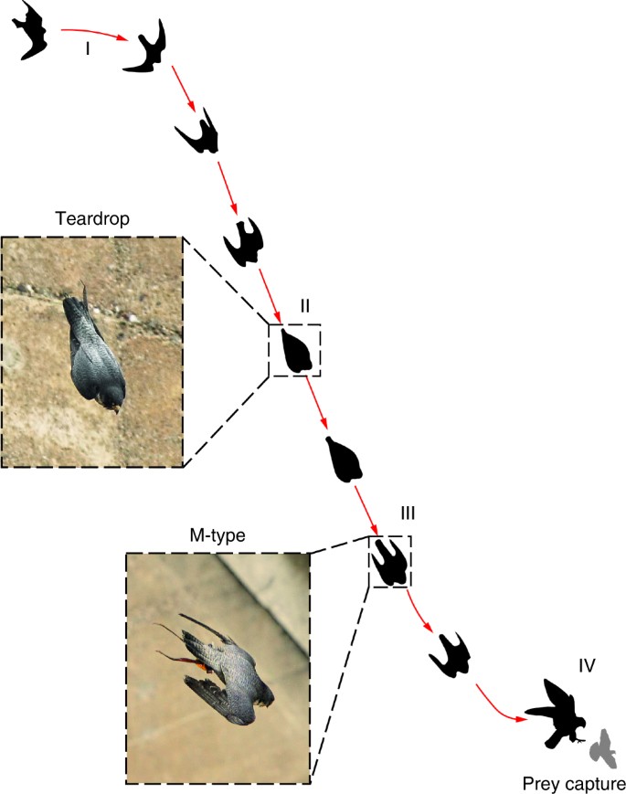 Vortices enable the complex aerobatics of peregrine falcons |  Communications Biology