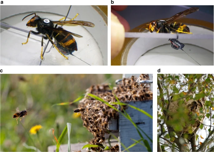 Tracking V. velutins from foraging to nest