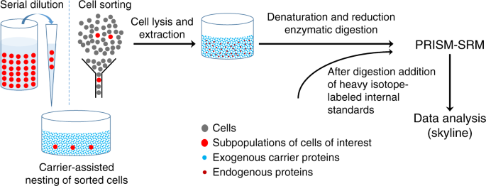 Facile Carrier Assisted Targeted Mass Spectrometric Approach For Proteomic Analysis Of Low Numbers Of Mammalian Cells Communications Biology