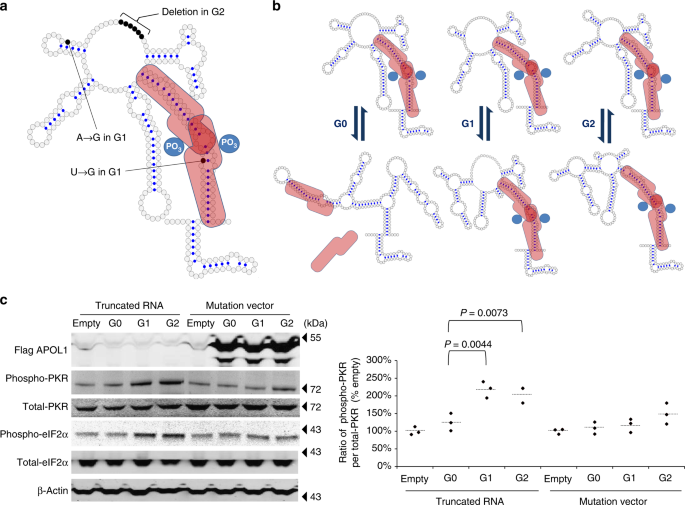 Apol1 Risk Allele Rna Contributes To Renal Toxicity By Activating Protein Kinase R Communications Biology