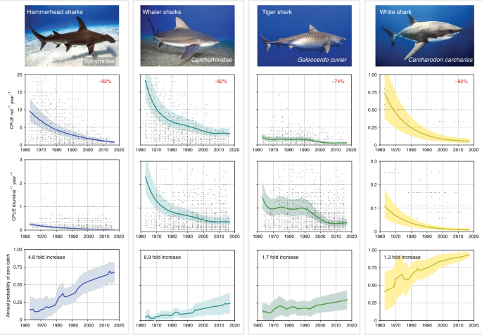 Decline Of Coastal Apex Shark Populations Over The Past Half Century Communications Biology