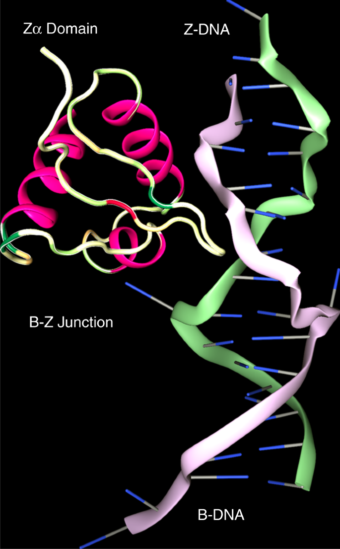 B dna