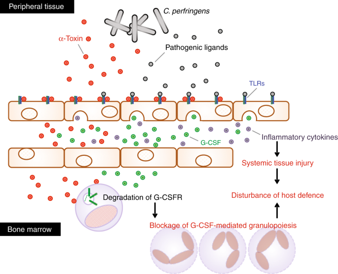 Clostridium Perfringens A Toxin Impairs Granulocyte Colony Stimulating Factor Receptor Mediated Granulocyte Production While Triggering Septic Shock Communications Biology