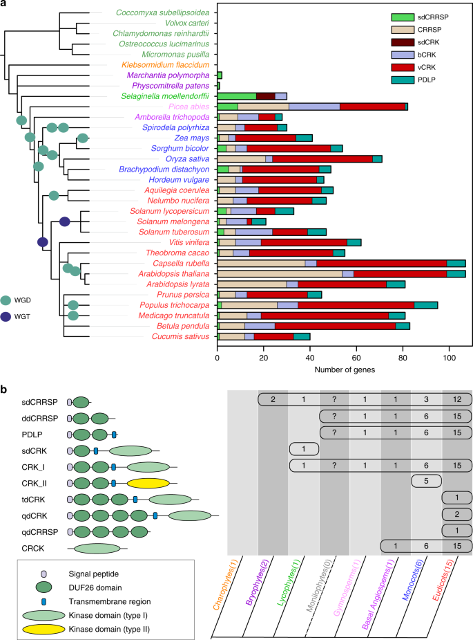 Mechanistic insights into the evolution of DUF26-containing proteins in  land plants | Communications Biology