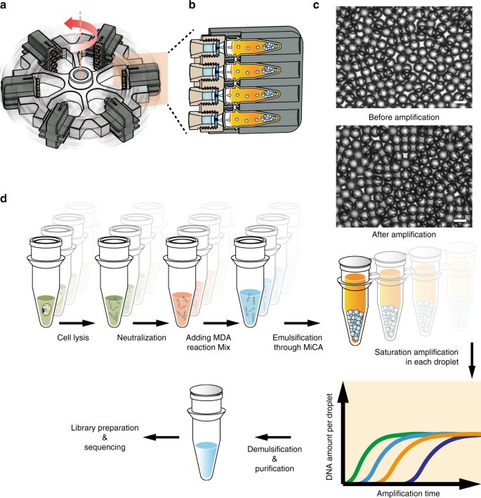 High Throughput Single Cell Whole Genome Amplification
