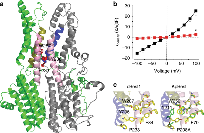 Dual Ca 2+ -dependent gates in human Bestrophin1 underlie disease-causing  mechanisms of gain-of-function mutations | Communications Biology