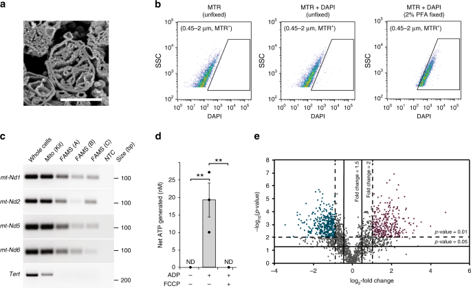 A nanoscale, multi-parametric flow cytometry-based platform to study  mitochondrial heterogeneity and mitochondrial DNA dynamics | Communications  Biology