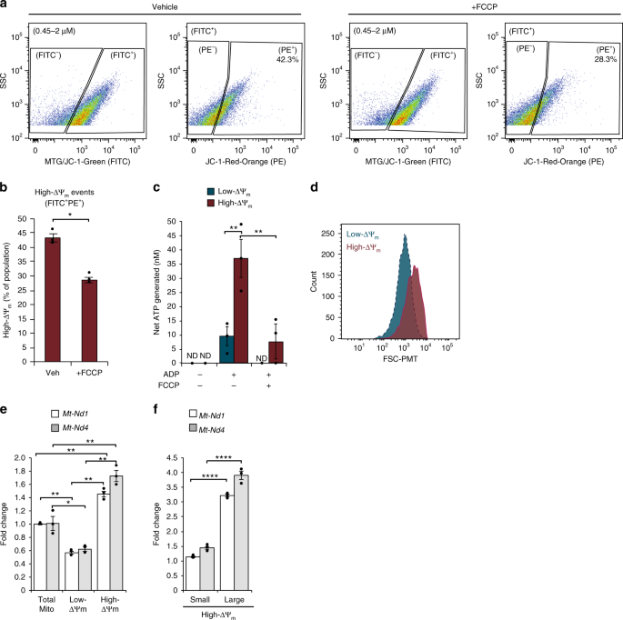 A nanoscale, multi-parametric flow cytometry-based platform to study  mitochondrial heterogeneity and mitochondrial DNA dynamics | Communications  Biology