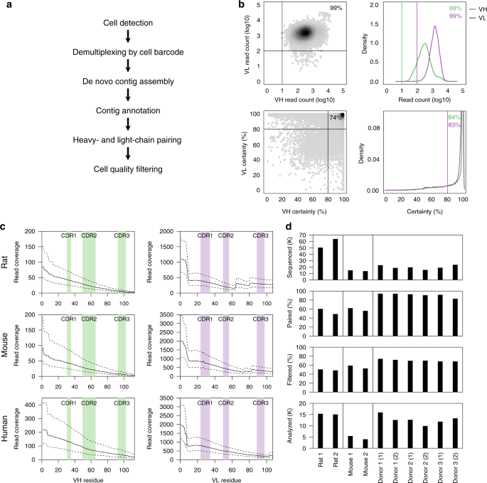 Massively Parallel Single Cell B Cell Receptor Sequencing Enables Rapid Discovery Of Diverse Antigen Reactive Antibodies Communications Biology
