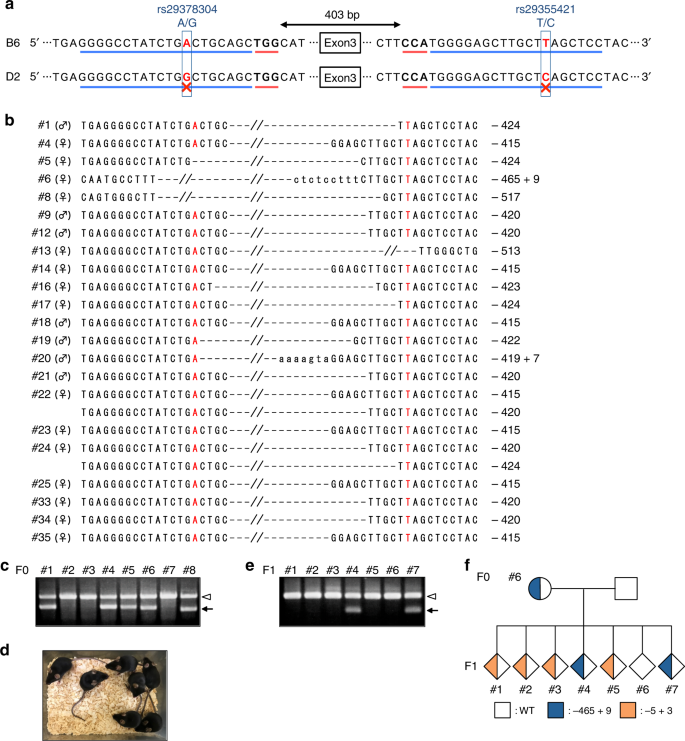 High Fidelity Endonuclease Variant Hypacas9 Facilitates Accurate Allele Specific Gene Modification In Mouse Zygotes Communications Biology High Fidelity Endonuclease Variant Hypacas9 Facilitates Accurate Allele Specific Gene Modification In Mouse Zygotes Communications Biology