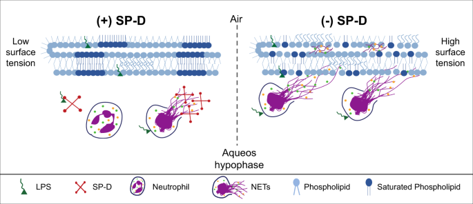 SP-D attenuates LPS-induced formation of human neutrophil extracellular  traps (NETs), protecting pulmonary surfactant inactivation by NETs |  Communications Biology